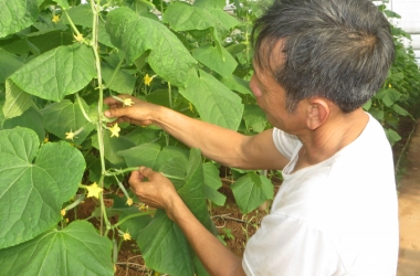 Trang trại ở Phú Thọ làm ra sản phẩm OCOP